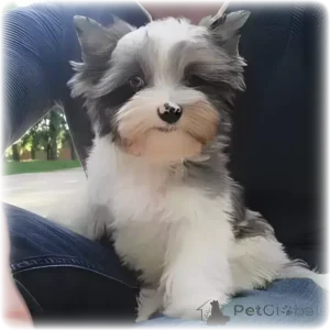 York Blue Merle Puppet